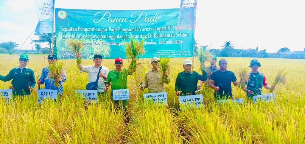 Panen Penangkaran Padi IR Nutri Zinc di Tanbu Dijadikan Percontohan