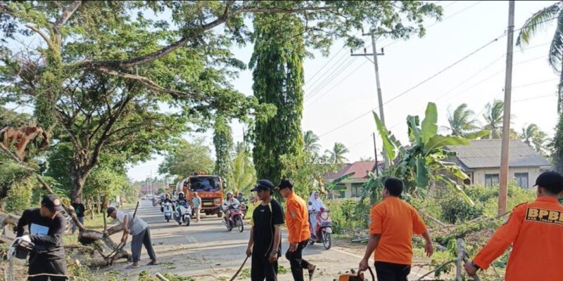 Petugas BPBD Tanah Bumbu saat melakukan pembersihan terhadap pohon tumbang yang sempat menutup ruas jalan provinsi. Foto : Mc Tanbu