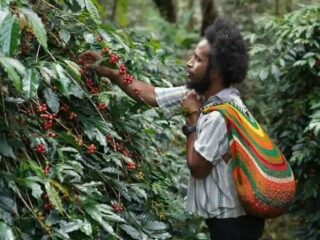 Dari Pegunungan Papua, Aroma Kopi Tiom Tembus Pasar Nasional Lewat Program PLN Peduli